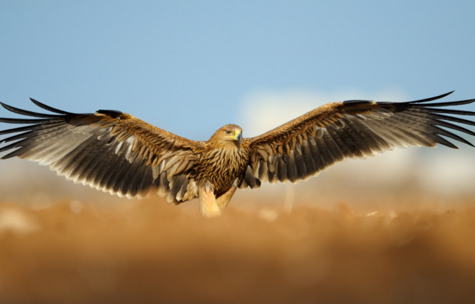 Степной сизый Орел