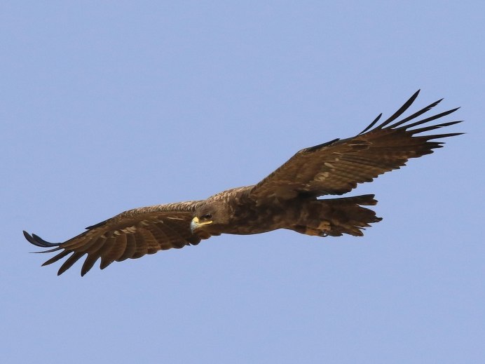 Птицы Северной Осетии Орел