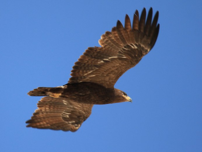 Перелетные Хищные птицы