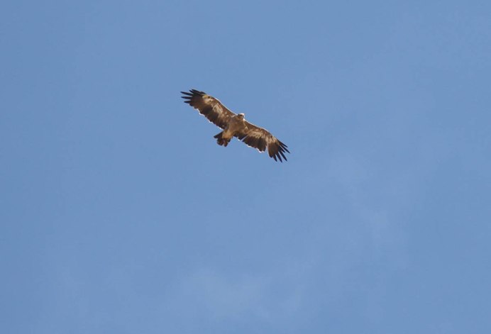 Степной Орлан