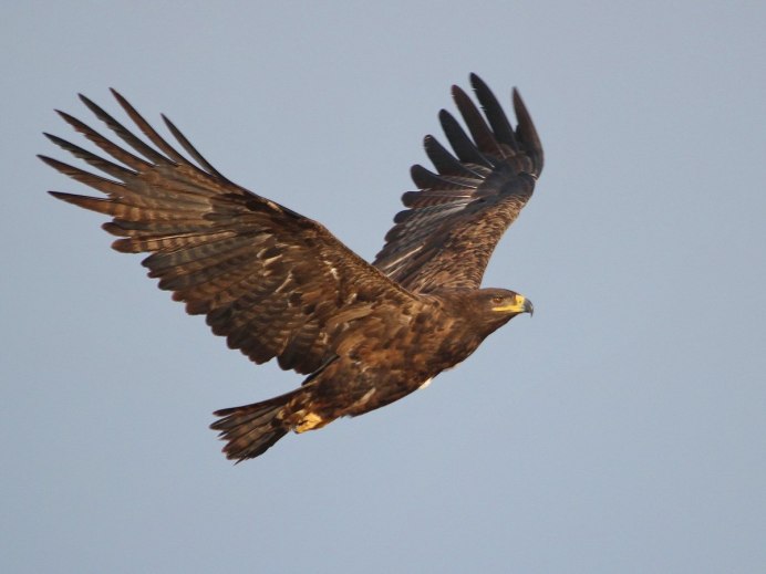 Степной орёл (Aquila nipalensis