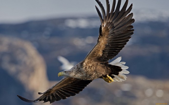 Сокол ястреб Коршун