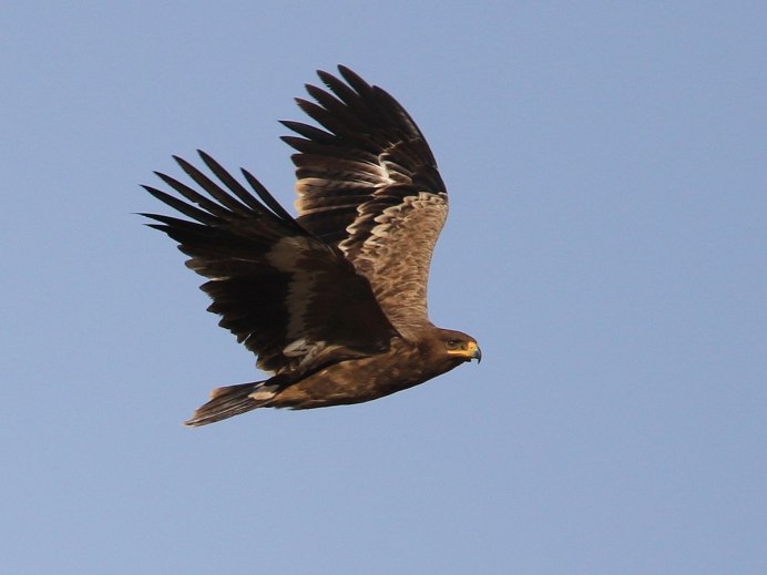 Степной Орел Калмыкия