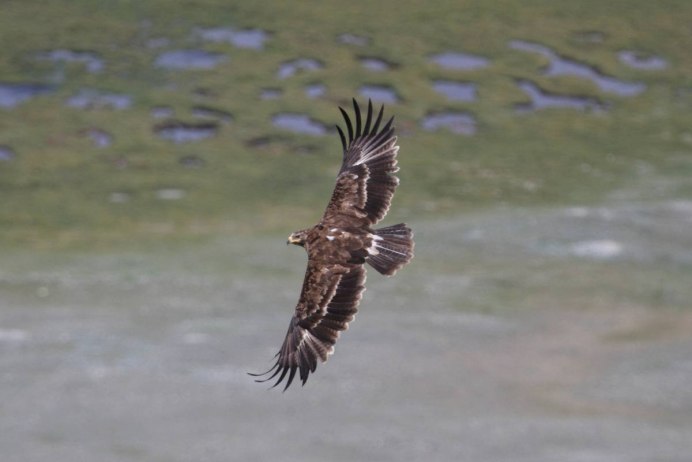 Систематика степного орла