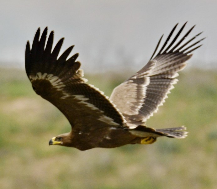 Донской Степной Орел