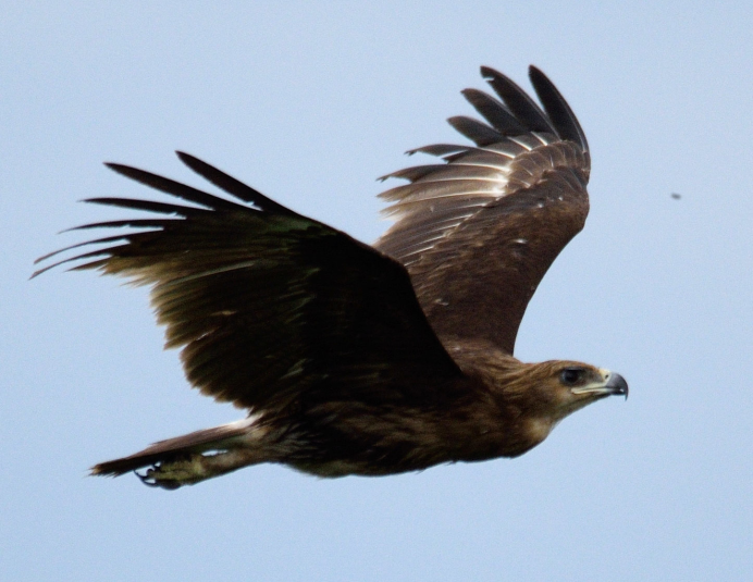 Орлан подорлик