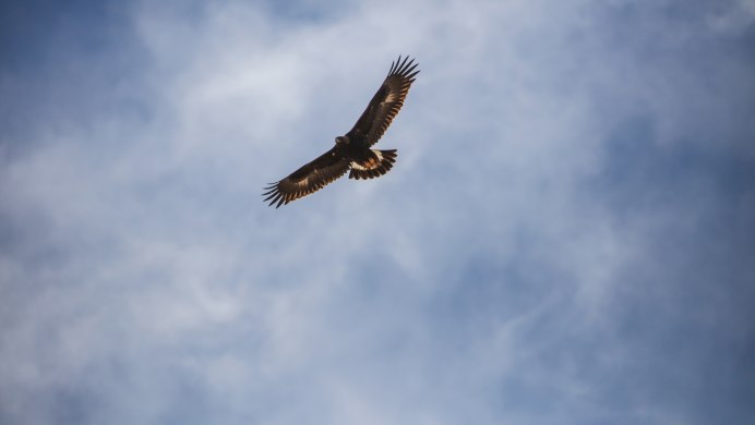 Степные Орлы в полете фотографии