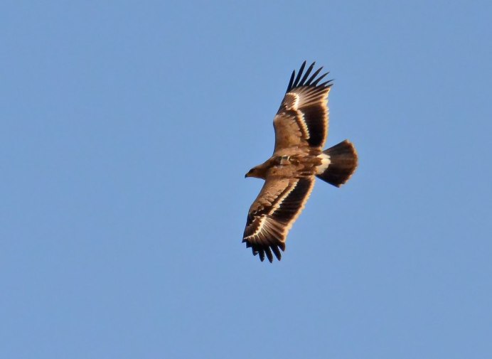 Степной Орел в полете