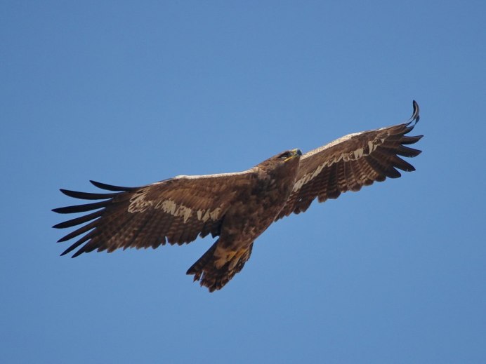 Сокол ястреб Коршун