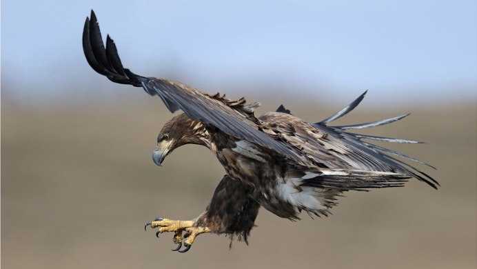 Ястреб Стервятник