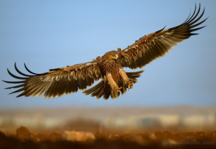 Ястреб Орел Беркут