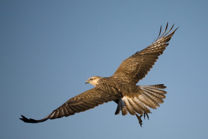 Канюк курганник