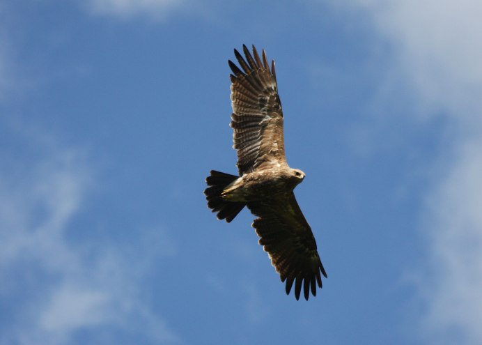 Парящий Степной Орел