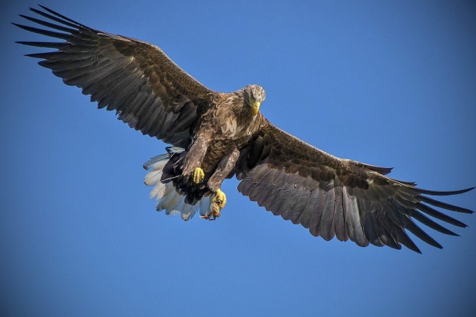 Горный Беркут