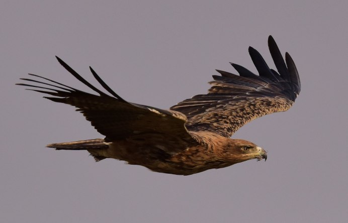 Степной Орел Aquila Rapax