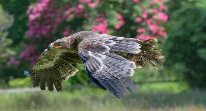 Степной Беркут