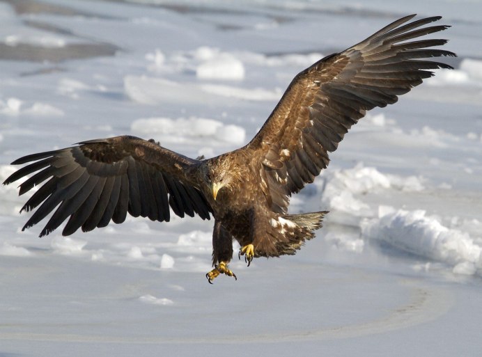 Беркут Халзан