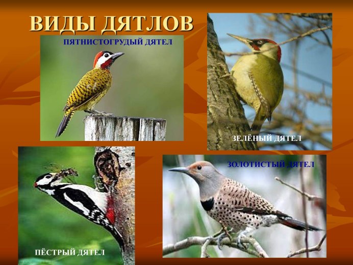 Лесные птицы презентация