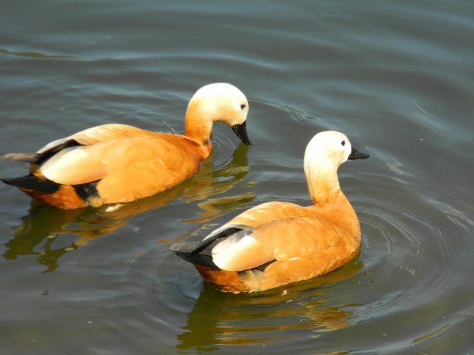 Огарь Tadorna ferruginea