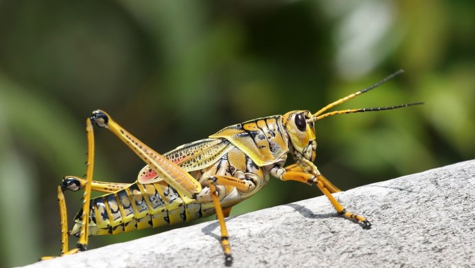 Acanthoplus discoidalis кузнечик