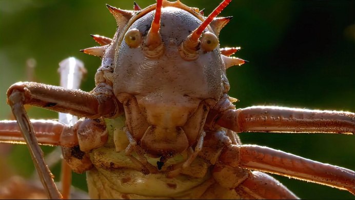 Земляной богомол (Geomantis Larvoides)