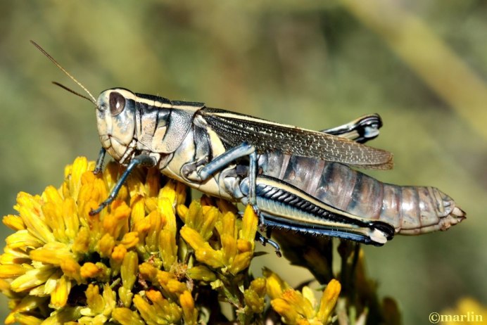 Tropidacris violaceus