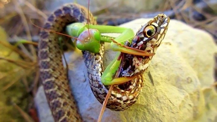 Melanoplus bivittatus