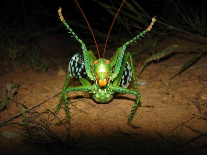Chlorobalius leucoviridis