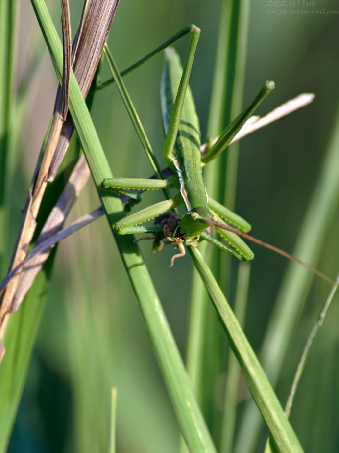 Chlorobalius leucoviridis