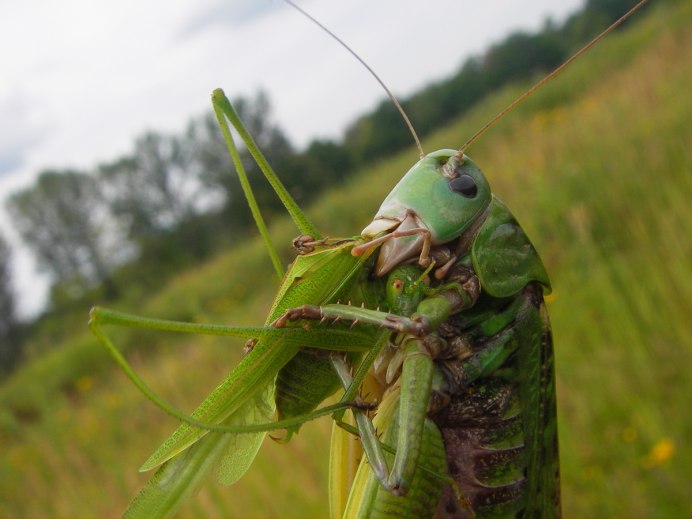 Хищный кузнечик