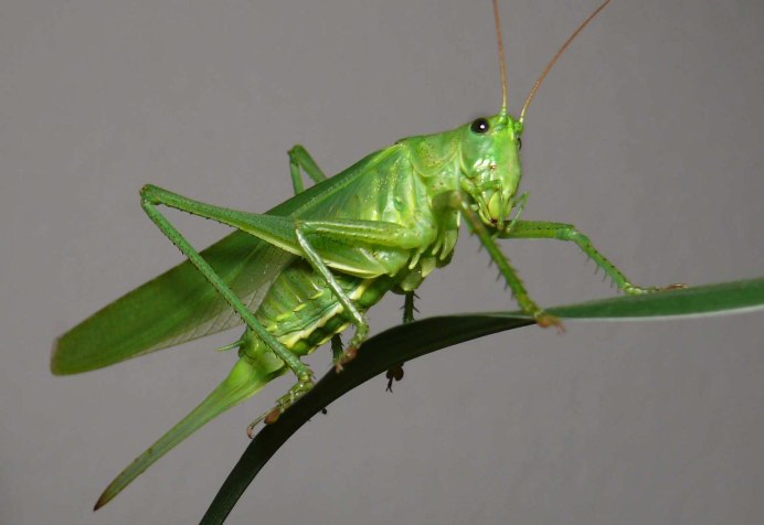 Decticus verrucivorus