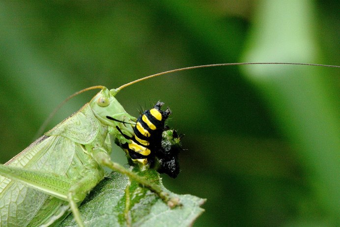 Praying Mantis Жук