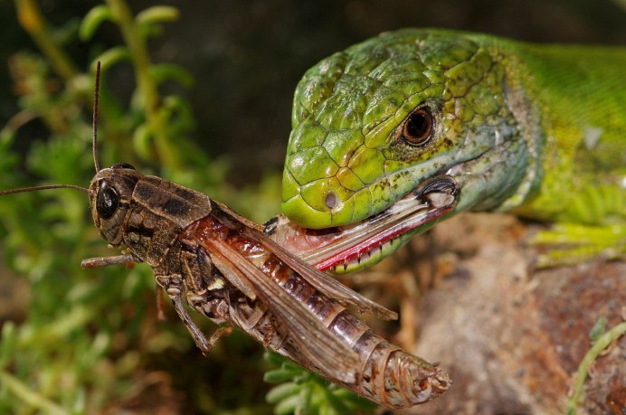 Кузнечик серый Decticus verrucivorus самец
