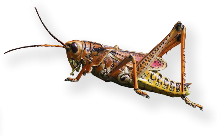 Neobarrettia spinosa кузнечик