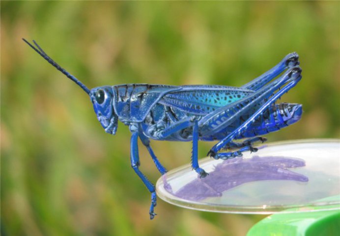 Прямокрылые Orthoptera