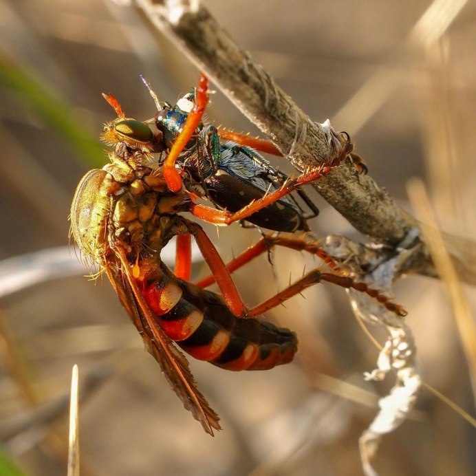 Grasshopper («кузнечик», 1946).