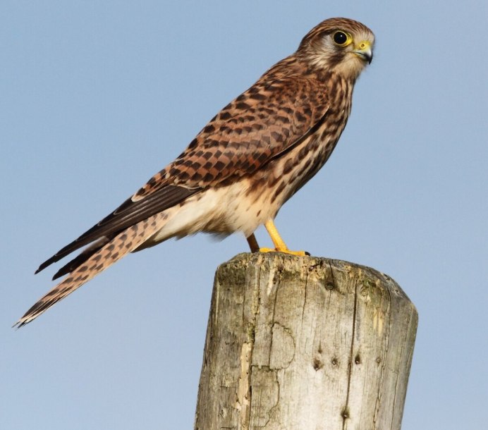 Falco tinnunculus