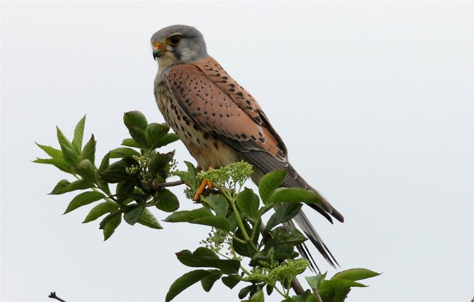Falco tinnunculus и ASIO Otus