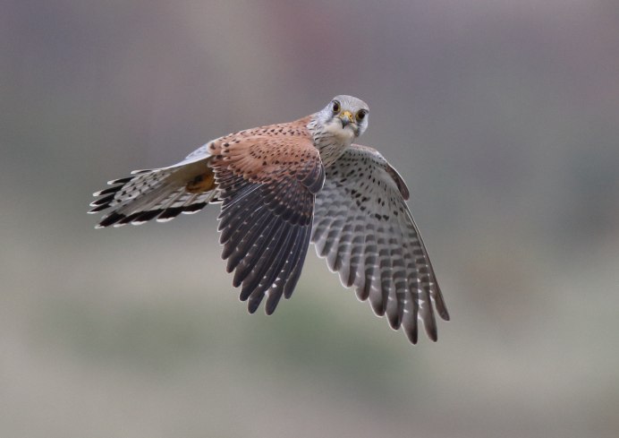 Greater Kestrel