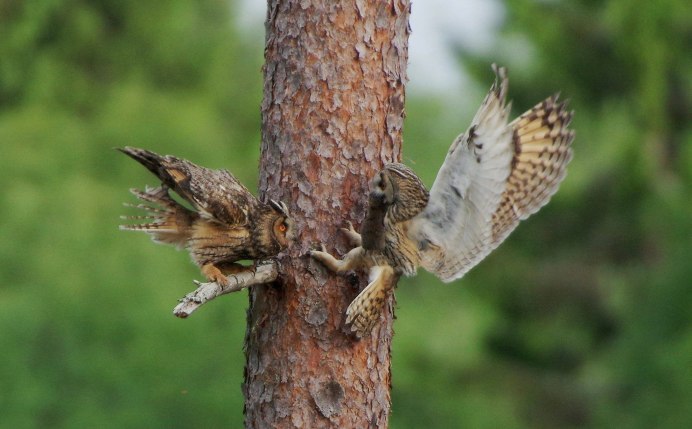 Ушастая Сова самка