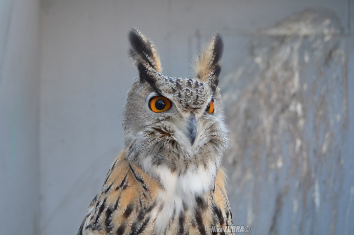 Филин vs Сова