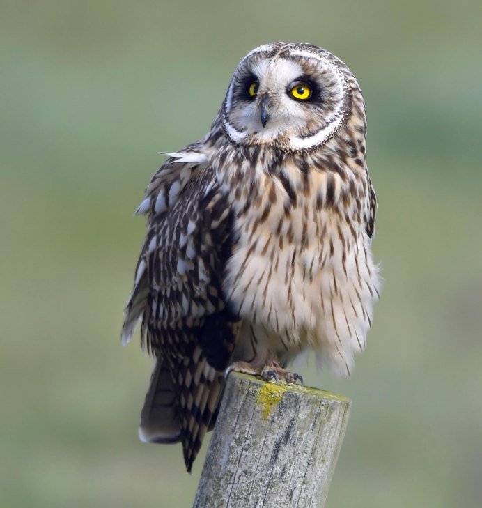 Филин самка