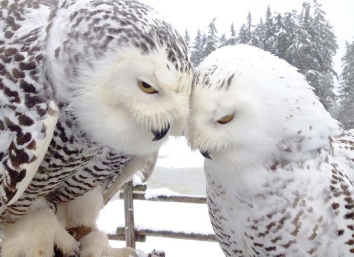 Полярная Сова самец и самка