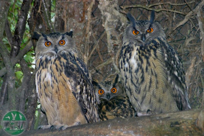 Филин самец и самка