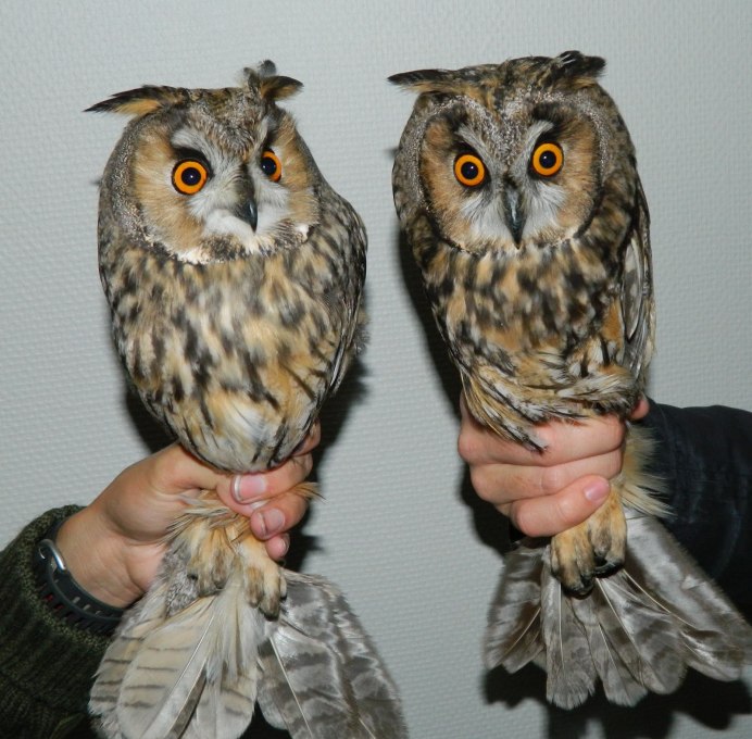 Ушастая Сова самец и самка