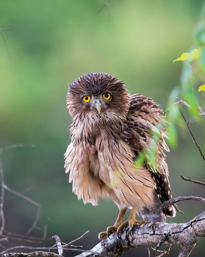 Болотная ушастая Сова