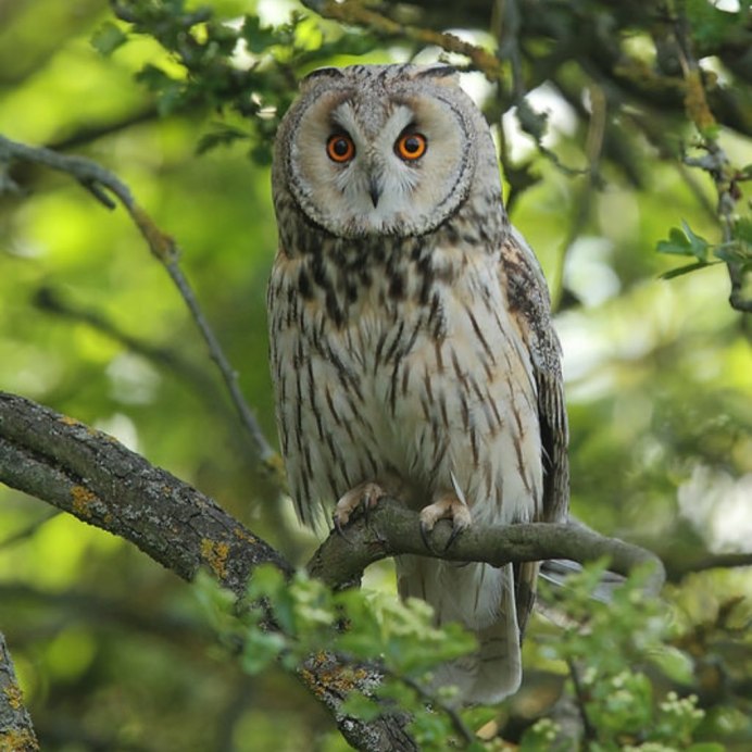 Филин самец и самка