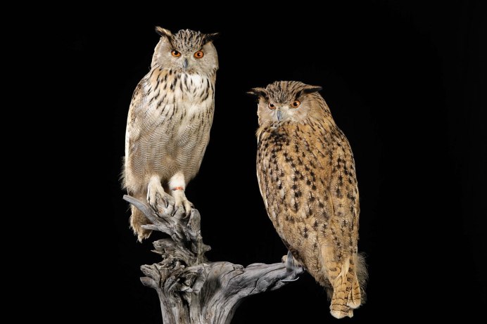 Филин обыкновенный самка и самец