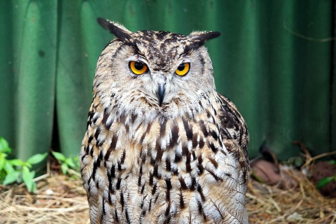 Филин самец