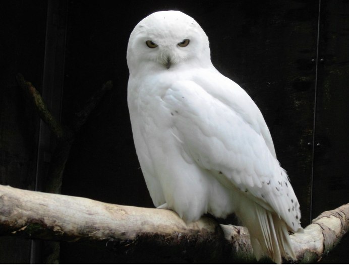 Полярная Сова самец
